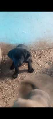 Chiots Cane Pure Race image 3