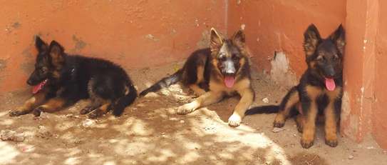Berger Allemand male et femelle image 5