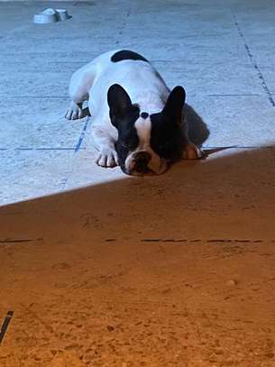 Couple bulldog français image 1