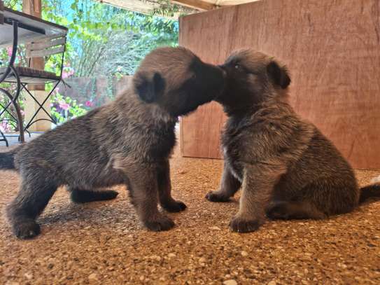 Berger allemand  malinois image 13