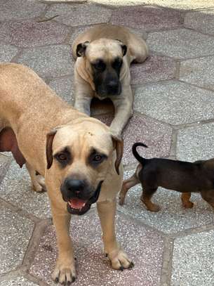 Chiot boerbull image 2