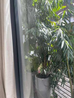 Pots de plantes et plantes image 3