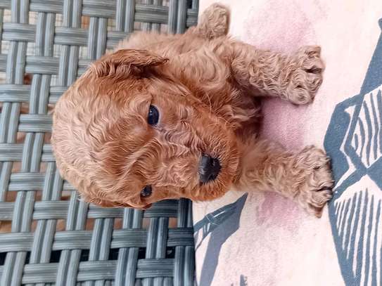 Caniche image 10