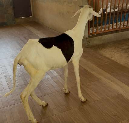 Vente Femelles Ladoum image 7