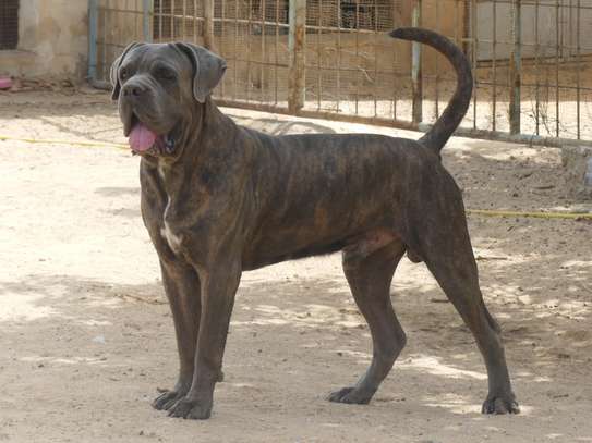 chiots cane corso image 2