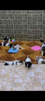Bichons maltais image 3