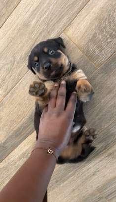 Chiot Rottweiler à vendre image 6