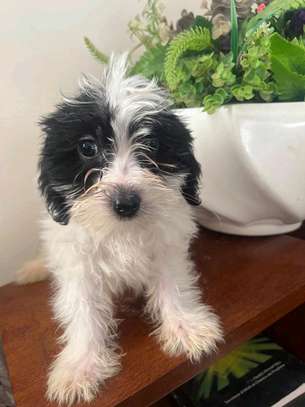 Bichon maltais a vendre image 7