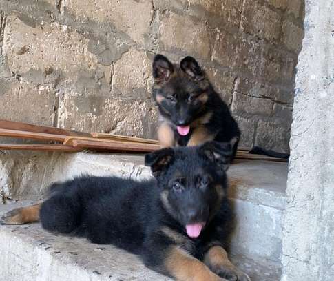 Chiot berger allemand image 1