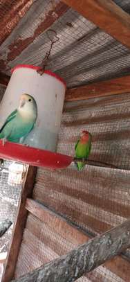 Perroquets jeunes adultes bleu vert rose sociables image 3