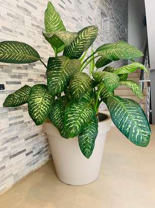 Petites et grandes Plantes d'intérieur vertes image 10