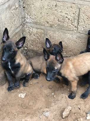 Chiots berger Belge Malinois image 2
