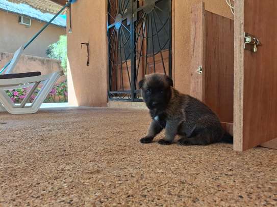 Berger allemand  malinois image 12