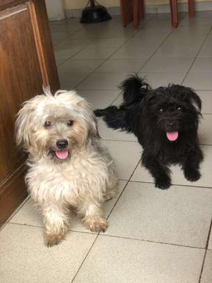 Bichons maltais image 2