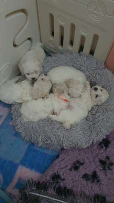 Magnifique chiots bichon maltais image 1