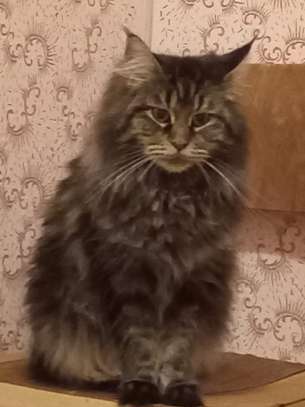 Maine Coon image 7