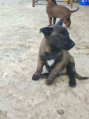 chiots malinois pure sang image 6