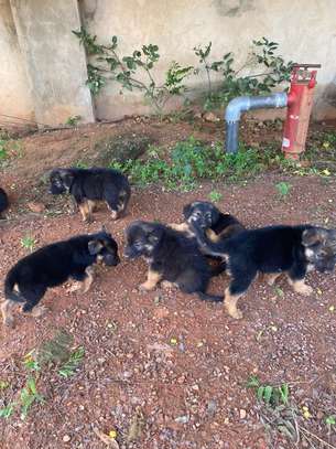 CHIOTS BERGERS ALLEMAND PURE SANG image 1