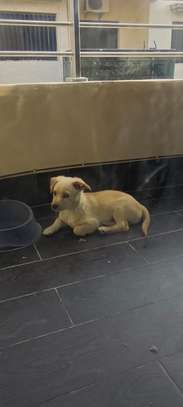 Chiots bichon maltais image 2