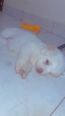 Mignon chiots image 1