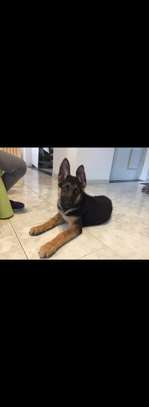 Chiots berger allemand image 1