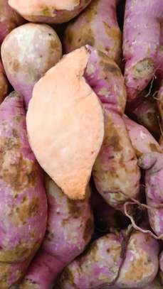 Notto agro-fournisseur image 8