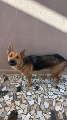 chienne berger allemand pure sang image 7