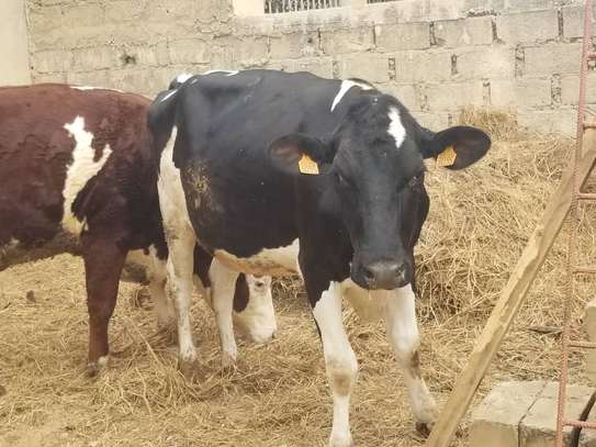 Vaches gestantes Holstein et Montbéliarde image 3