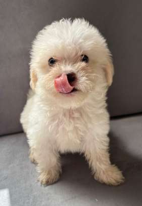 BICHONS à vendre image 2