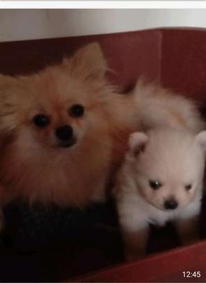 Pomeranè image 4