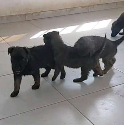 Chiots Berger Malinois image 3