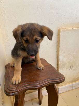 Chiot berger allemand poils longs image 6