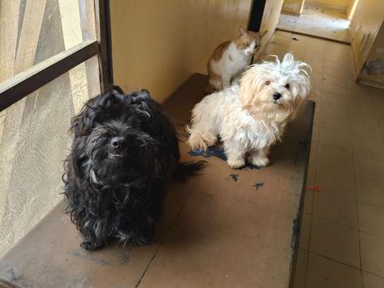 Bichon maltais image 3