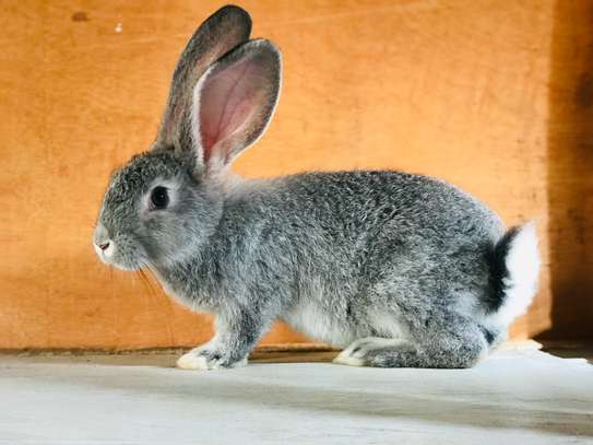 Couple lapin géant de Flandres image 2