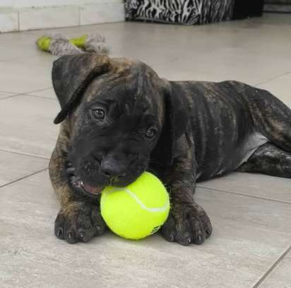 PRESA CANARIO image 3