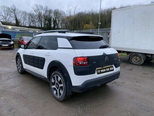 C4 Cactus image 11
