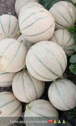 Vente melons image 2