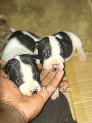 Chiots Pitbull A Vendre Dakar Expat Dakar