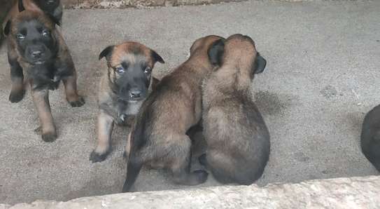 chiot berger malinois image 1