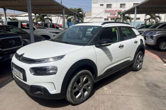 C4 Cactus image 1