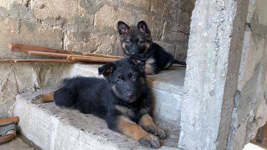 Chiot berger allemand image 4