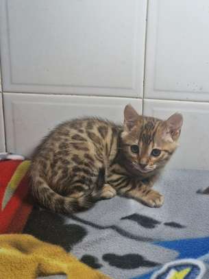 Bengal image 4