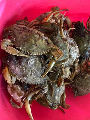 Crabe image 1