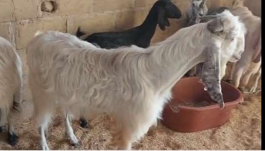 Grand bouc Hijazi (origine pakistanaise) av image 1