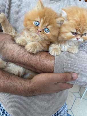 Chaton Persan de pure race image 4