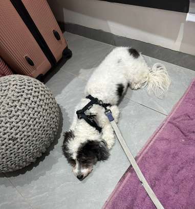 Femelle bichon très joueuse image 3