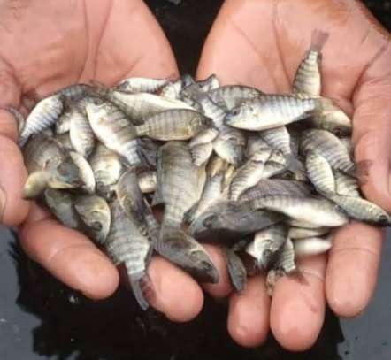 Poisson Alevin Tipalia image 2