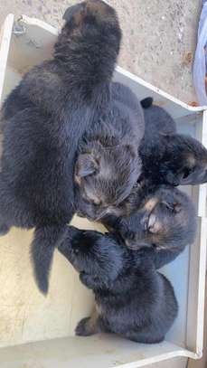 Chiot Berger Allemand image 10