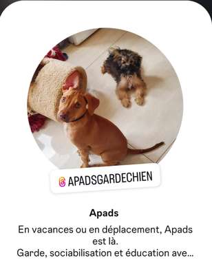 Garde/ pension chiens image 2