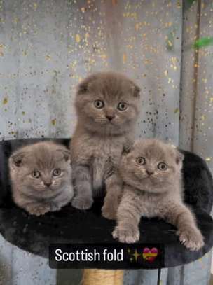 Chaton Scottish british image 3